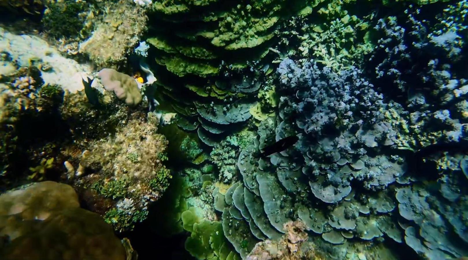 Dosplaya Ecocamp Hotell El Nido Eksteriør bilde
